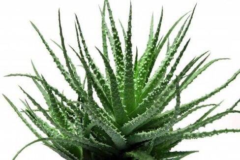 Aloe Vera en Men's Defence